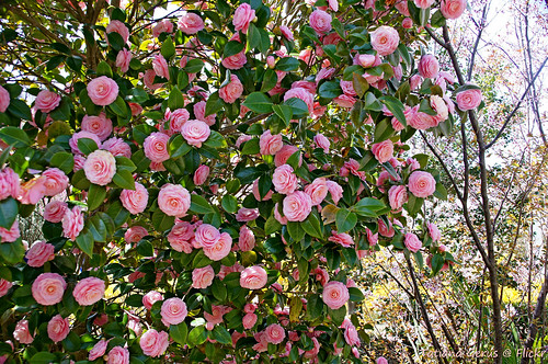 pink flowers japan camelia camellia pinkflowers theaceae hanamiyama