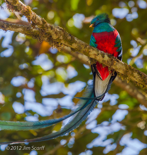 male costarica sanjose quetzal passerines resplendantquetzal sangerardodedota costaricabirds trogons pharomarchrusmocinno pharomarchrusmocinnocostaricensis