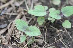 anise hyssop sprouts