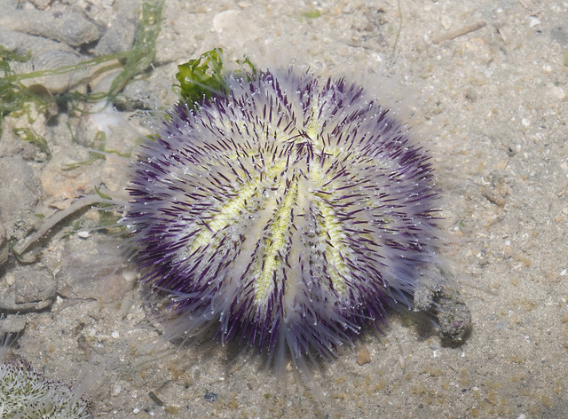 Passion salmacis urchin (Salmacis virgulata)