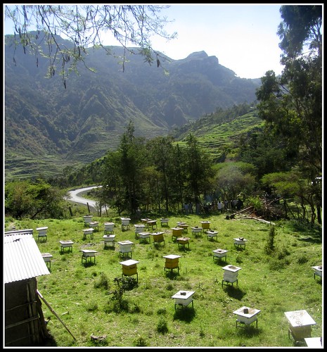 beekeeping apiaries beeyards girakasumountain