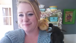 Ducks & Chicks