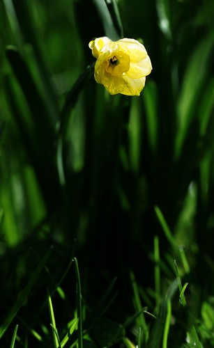 sun spring meadow wiese daffodil sonne frühling narzisse