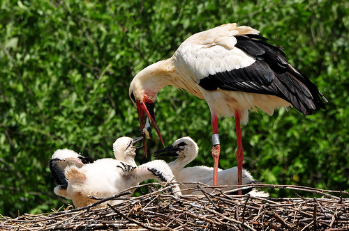 feeding storks fütterung störche juveniles jungtiere