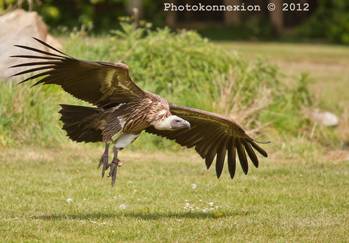 Vulture Landing - not a bad photo; some final adjustments are required