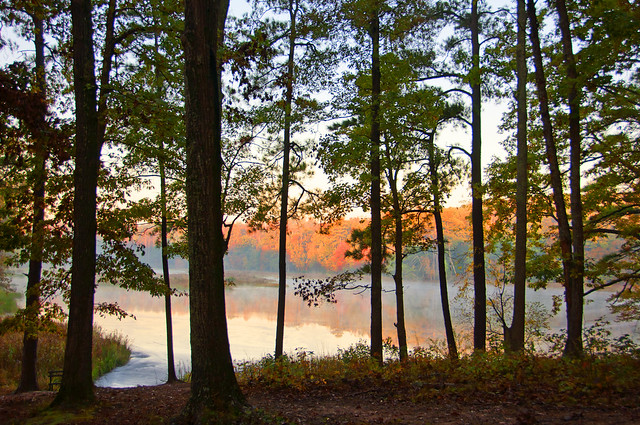 The fall colors shining through in the early morning at Pocahontas State Park, Virginia