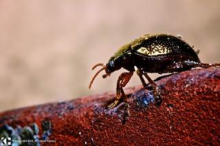 Beetle with Metallic Looking Exoskeleton