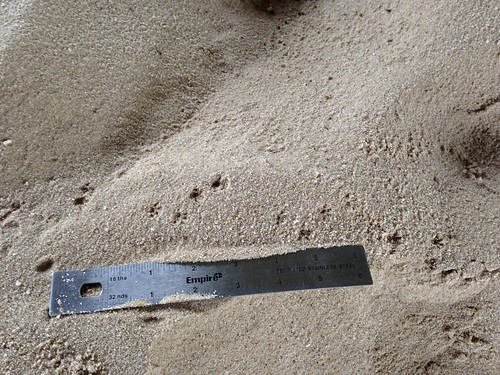 mammal texas wildlife attwaterprairiechickennwr trackorsign trackingclass20132014
