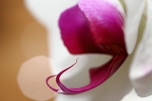 life white orchid flower macro digital canon botanical eos purple 100mm phalaenopsis f 7d bloom 28 dslr