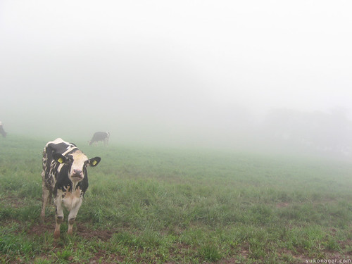japan cow foggy pasture tottori 鳥取放牧場風力発電所