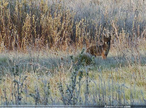 coyote morning brown cold green field grass sunrise early illinois spring frost pentax wildlife frosty wadsworth kx lakecountyforestpreserve ethelswoods dal55300mmf458
