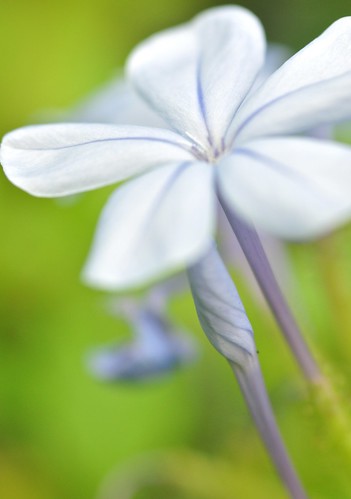 blue macro art singapore capeleadwort thegalaxy plumbagoauriculata hortpark mimamorflowers panoramafotográfico