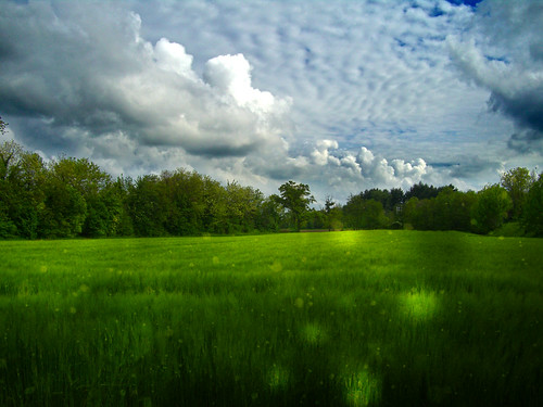 italy green field barley clouds landscape countryside italia country friuli fagagna feagne