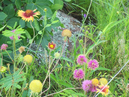 oklahoma wildflowers dailynaturetnc12
