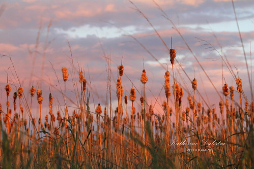 sunset nature reeds bc britishcolumbia richmond cattails marsh marshland bullrush