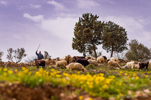 flowers israel spring sheep shepherd westbank flock middleeast pasture bethlehem stonewalls grazing bethelehem