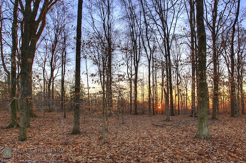 trees sunset leaves scott photography maryland shephard