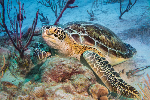 The Majestic Green Sea Turtle