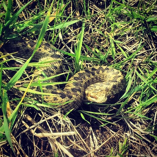 #adder #snake #Essex