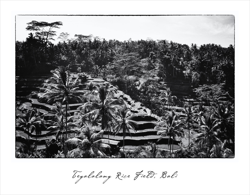 Travel Photography | Tegalalang Terrace Rice Field | Bali | Indonesia