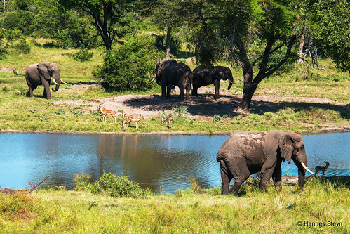 africa nature animals fauna canon southafrica wildlife ivory elephants mammals reserves kwazulunatal kzn 70d ndlovu tembeelephantpark hannessteyn canonefs18200mmf3556is canoneos70d emangusi