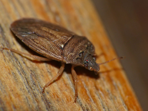 Small Stink Bug (Pentatomidae) attracted to light in great numbers