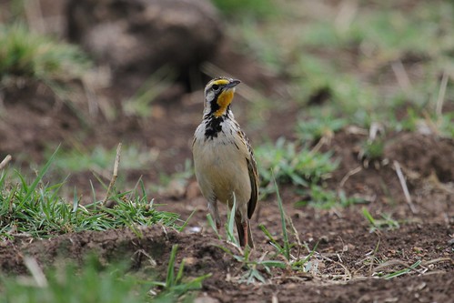 nature birds ethiopia 2012