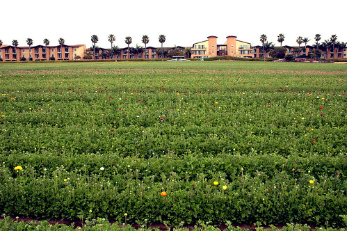 california trees usa flower march unitedstates farm nikond70s palm fields carlsbad 2012 farr theflowerfields