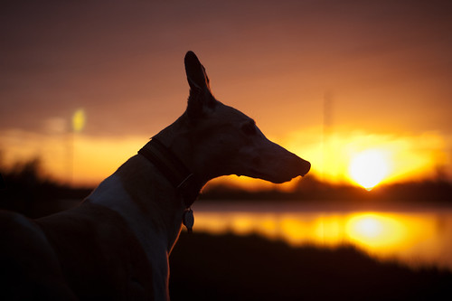 sunset dog greyhound clouds pond dusk