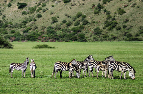 africa animals tanzania zebra arusha naturelandscape