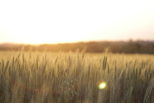 sunset field canon golden farm wheat grain hour flare 60mm f35 sooc 60d