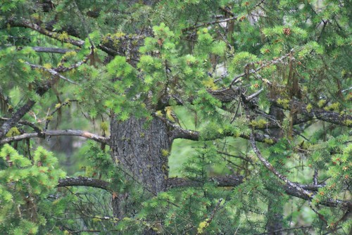 nature birds washington spokane wildlife washingtonstate longlake spokaneriver easternwashington devilsgap