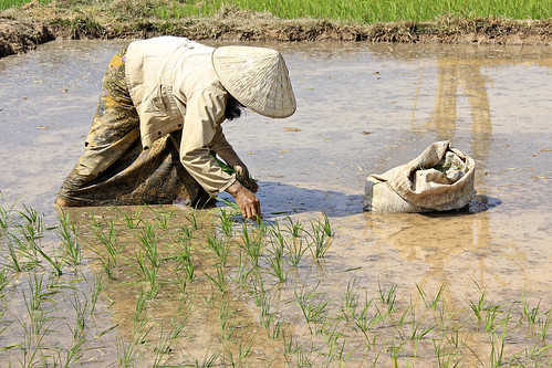 day laborer in a Laotian rice field