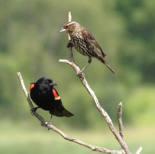nature birds wisconsin branch redwingedblackbird horiconmarsh
