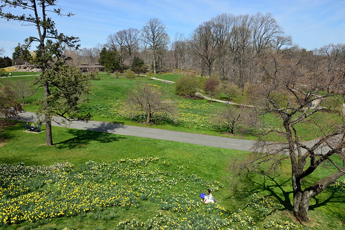 Daffodil Hill at the NYBG