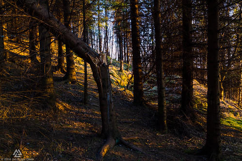 sun sol norway forest norge skog narvik nordland
