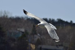 Birds of Halifax
