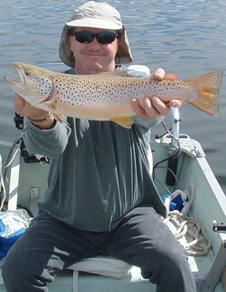 Beautiful Brown Trout