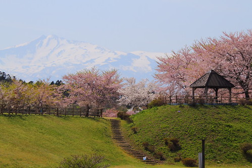 park mountain snow japan cherry asia 桜 cherryblossom 日本 nippon 山 雪 akita 秋田 nihon 鳥海山 勢至公園 seishipark