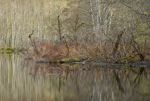 reflection river mirror spring skeena stump birch slough alder camillepissarro canadapt