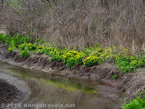 Marsh flowers along the Rochester, Syracuse & Eastern Trail, Fairport, New York