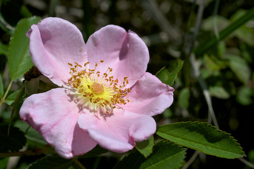 pink flower rose rosa fragrant rosaceae carolinarose rosacarolina