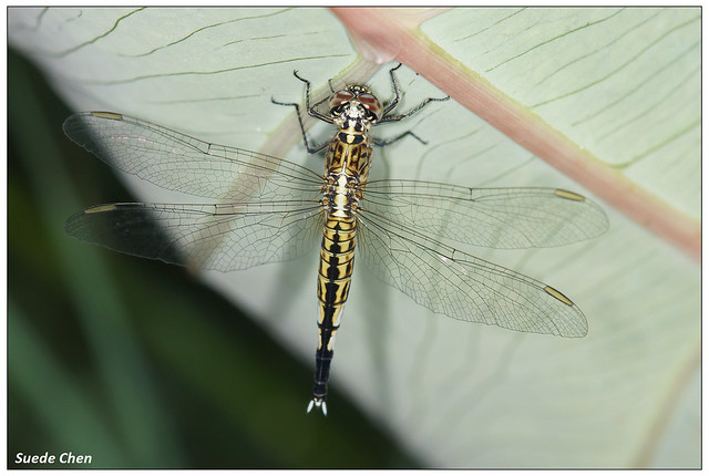 粗腰蜻蜓(雌) Acisoma panorpoides panorpoides Rambur, 1842