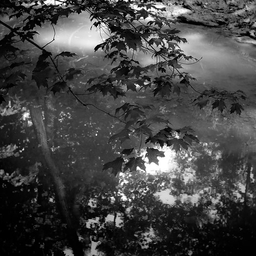 trees blackandwhite bw sunlight reflection water pool monochrome leaves forest square landscape blackwhite spring woods nikon branches d5000 mccormickwoodsnaturepreserve noahbw