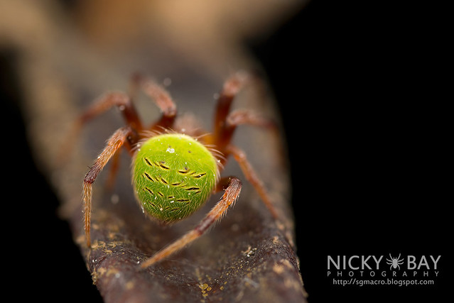 Orb Web Spider (Neoscona sp.) - DSC_5407