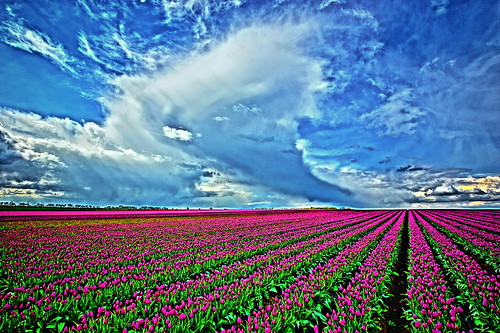 sky tulips himmel wolken bluesky tulpen