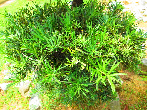 Green Green Grass of Georgian