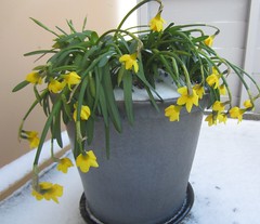 Unhappy daffodils - Ulykkelege påskeliljer