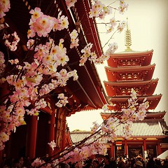 Sakura and the ancient capital in Tokyo.