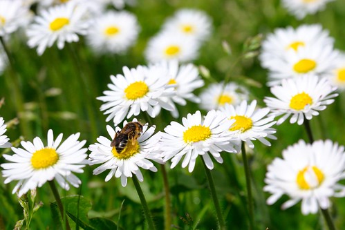 washington bee daisy worker pollen rainbowfallsstatepark